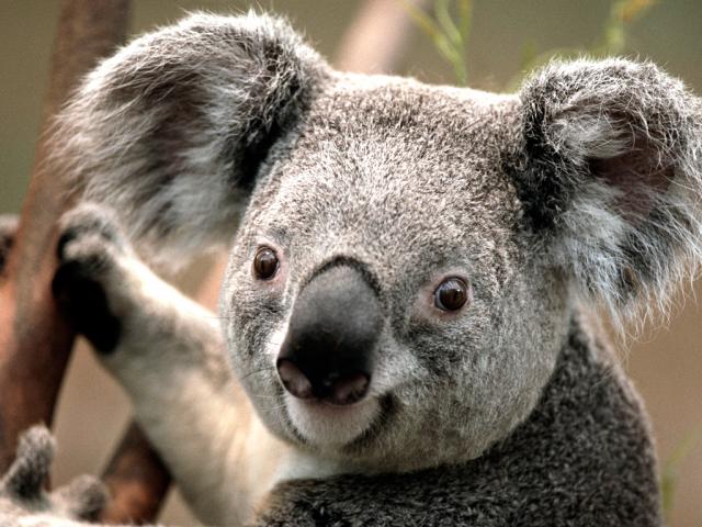 Name:  Koala.jpg
Views: 759
Size:  58.5 KB