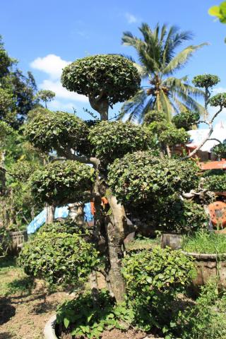 Name:  005.jpg
Views: 7432
Size:  49.5 KB