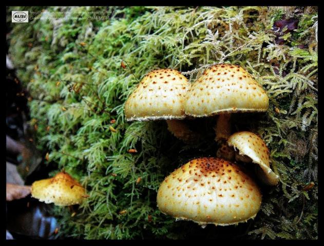 Name:  12.jpg
Views: 341
Size:  71.7 KB