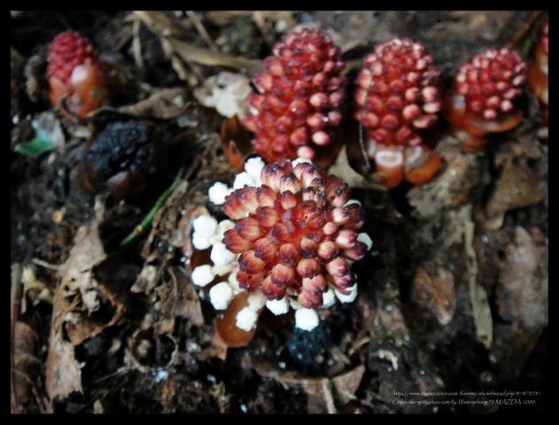 Name:  13.jpg
Views: 363
Size:  51.4 KB