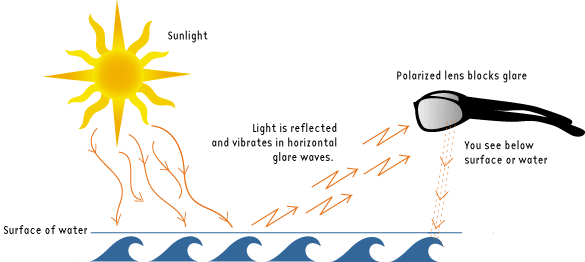 Name:  polarization.gif
Views: 844
Size:  12.1 KB