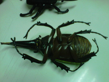 Name:  IMG01455-20111225-1153.jpg
Views: 374
Size:  29.1 KB