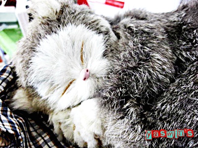 Name:  IMG_4790.JPG
Views: 678
Size:  84.1 KB