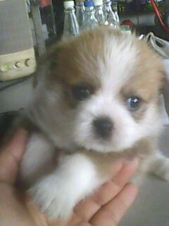 Name:  IMG0172A.jpg
Views: 220
Size:  11.9 KB