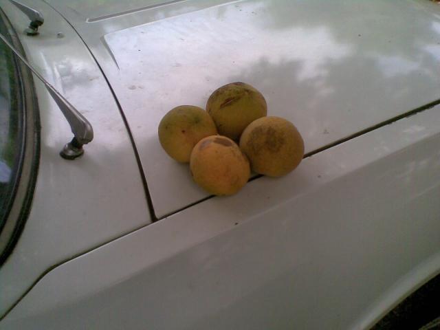 Name:  28052012(003).jpg
Views: 356
Size:  23.3 KB