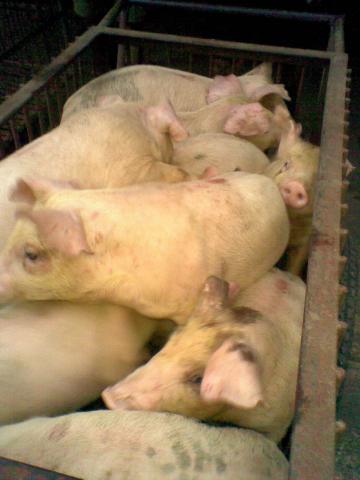 Name:  28052012(006).jpg
Views: 346
Size:  23.1 KB