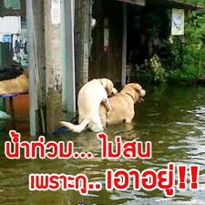 Name:  images4.jpg
Views: 161
Size:  12.8 KB