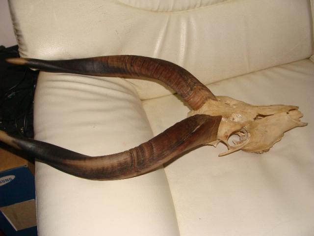 Name:  DSC07933.jpg
Views: 1852
Size:  25.0 KB