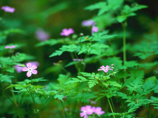 Name:  Forest Flowers.jpg
Views: 70
Size:  39.2 KB