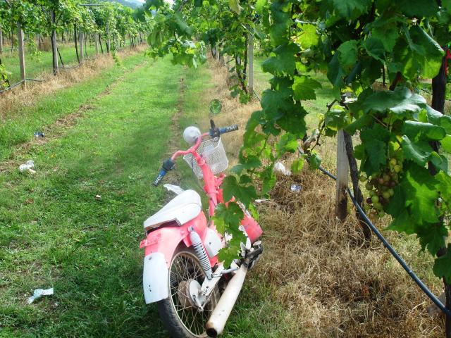 Name:  DSC01129.jpg
Views: 585
Size:  87.1 KB