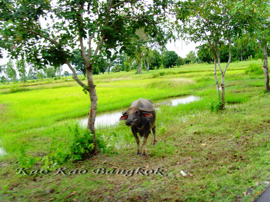 Name:  9658.jpg
Views: 298
Size:  140.3 KB