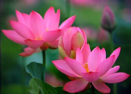 Name:  lotus.jpg
Views: 149
Size:  15.4 KB
