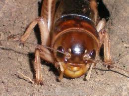 Name:  images.jpg
Views: 187
Size:  10.3 KB