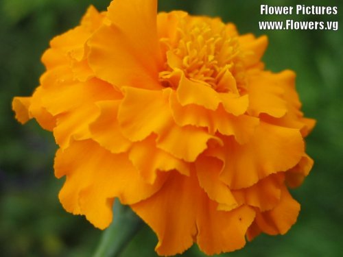 Name:  marygold.jpg
Views: 204
Size:  26.3 KB