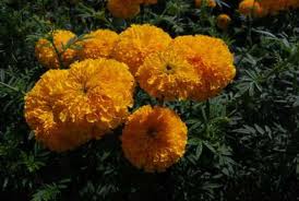 Name:  images.jpg
Views: 181
Size:  10.0 KB