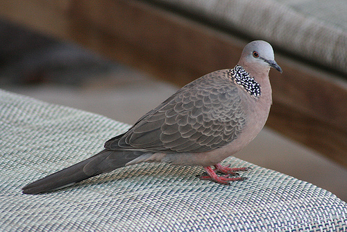Name:  biodiversity-123290-1.jpeg
Views: 406
Size:  147.4 KB