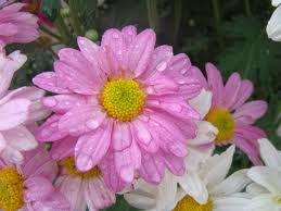 Name:  images-83.jpeg
Views: 97
Size:  8.6 KB