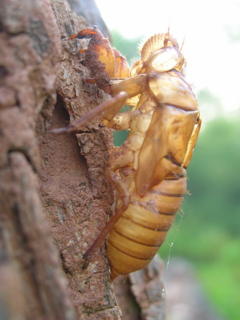 Name:  DSCN1427.jpg
Views: 467
Size:  81.6 KB