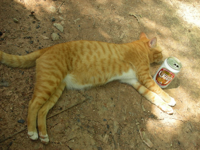 Name:  DSCN4705.jpg
Views: 155
Size:  130.7 KB