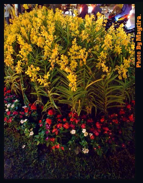 Name:  DSCF3696.JPG
Views: 244
Size:  119.0 KB