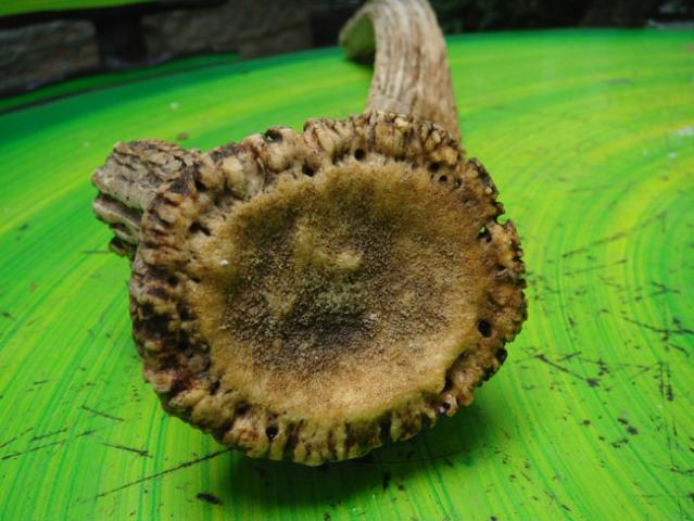 Name:  DSC07340.jpg
Views: 176
Size:  46.8 KB