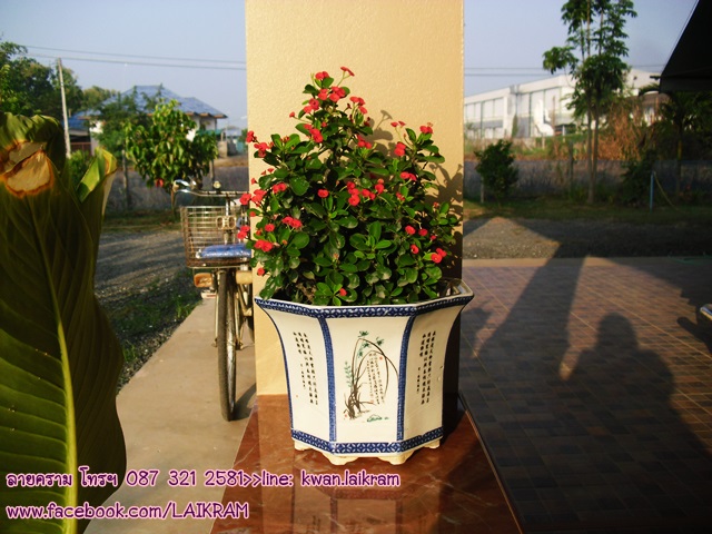 Name:  жҧ١ҹͧ ҹͧչ¹ҡ ҧç˹㹺ҹٴдѺ ش .JPG
Views: 457
Size:  128.4 KB