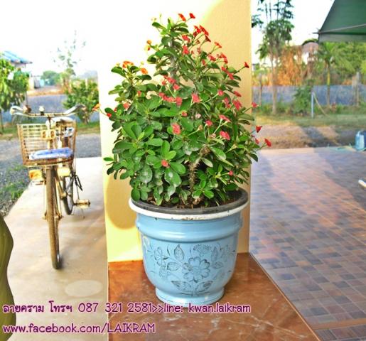 Name:  жҧԹ.jpg
Views: 447
Size:  50.6 KB