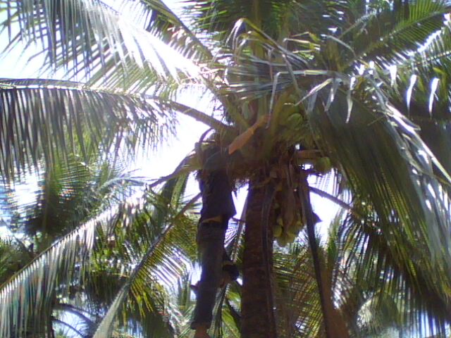 Name:  IMG0744A.jpg
Views: 124
Size:  77.1 KB