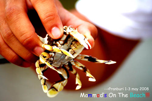 Name:  DSC_1401 copy.jpg
Views: 480
Size:  48.1 KB