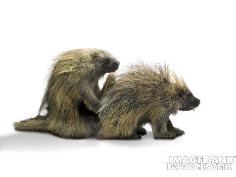 Name:  fuck01.jpg
Views: 577
Size:  19.4 KB