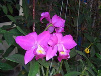 Name:  CIMG0231.jpg
Views: 1042
Size:  25.6 KB