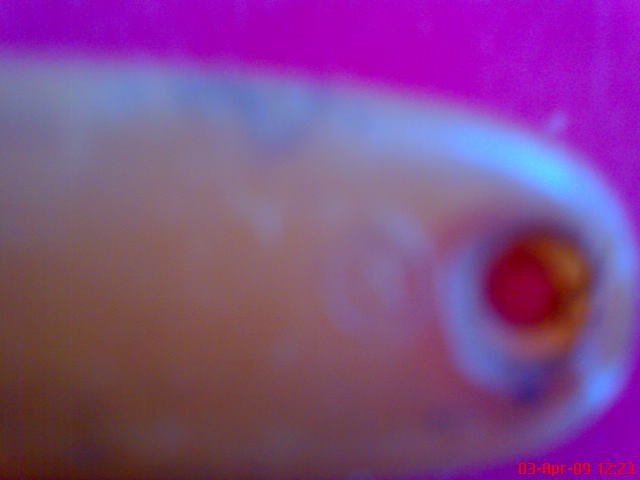 Name:  DSC00434.JPG
Views: 130
Size:  24.2 KB