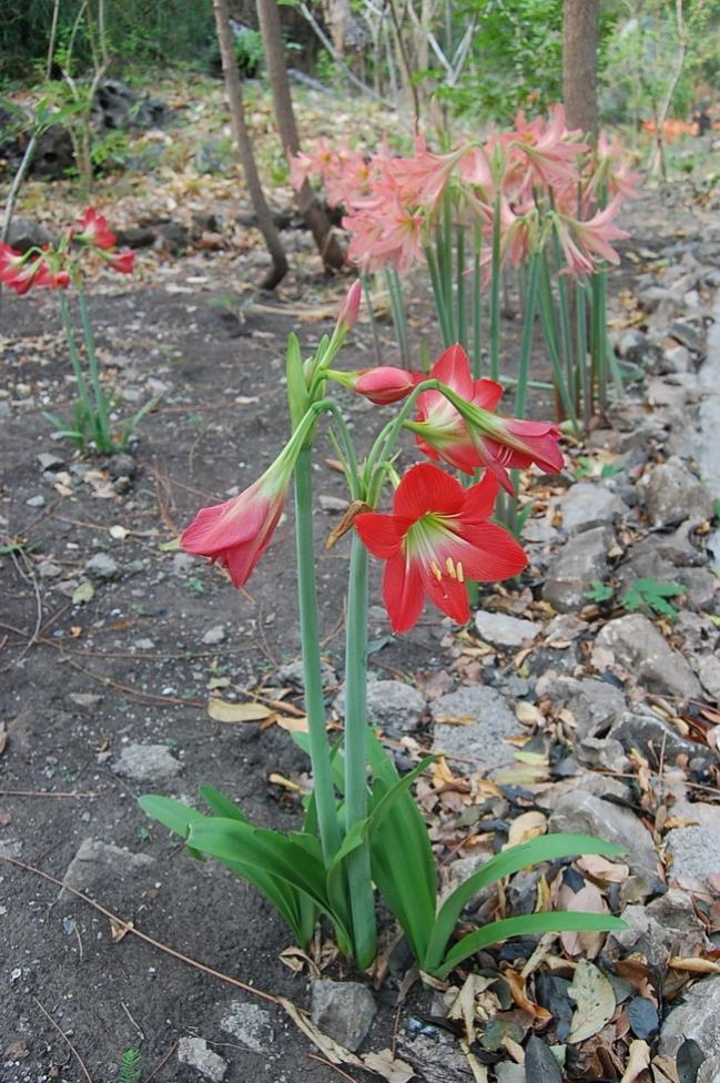 Name:  DSC_1617.jpg
Views: 132
Size:  129.8 KB