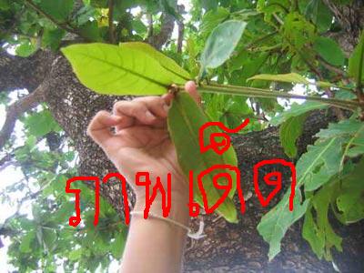 Name:  Ҿver2.JPG
Views: 274
Size:  29.6 KB