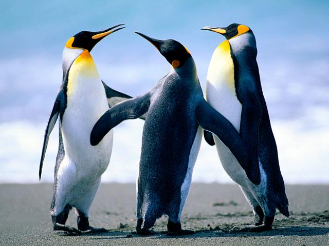 Name:  Penguins.jpg
Views: 43
Size:  42.0 KB