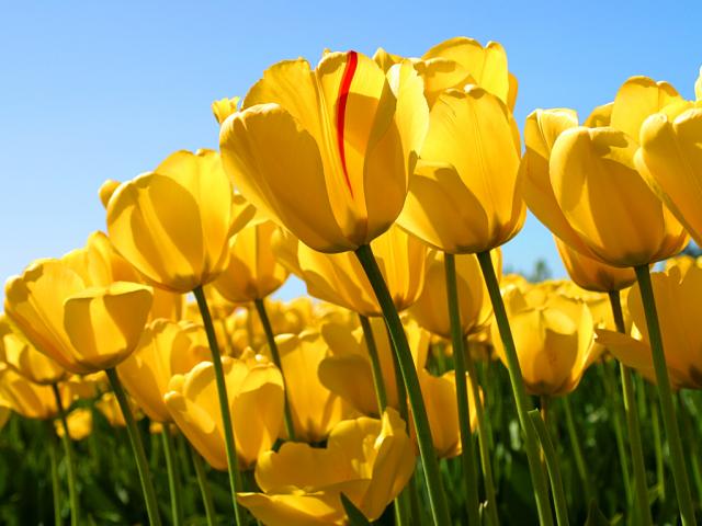 Name:  Tulips.jpg
Views: 77
Size:  41.8 KB