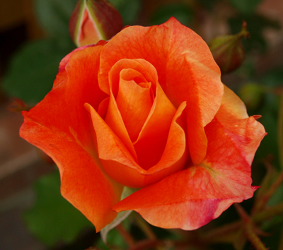 Name:  rose_orange.jpg
Views: 7931
Size:  131.5 KB