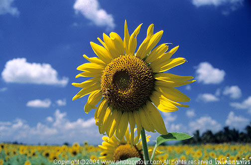 Name:  SunFlower_S01.jpg
Views: 2939
Size:  49.8 KB