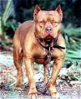 PIT BULL's Avatar