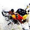 bird motard's Avatar